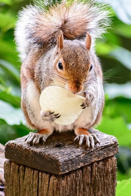 Squirrel Rodent Eating - Free photo on Pixabay - Pixabay