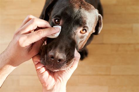 how to clean dog eye gunk