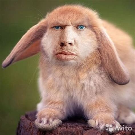 Create meme "Krol, rabbit, valakas crawl" - Pictures - Meme-arsenal.com