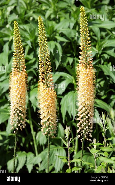 Foxtail lily hi-res stock photography and images - Alamy