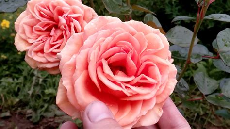 Цветение розы Ашрам || Ashram rose in bloom - YouTube