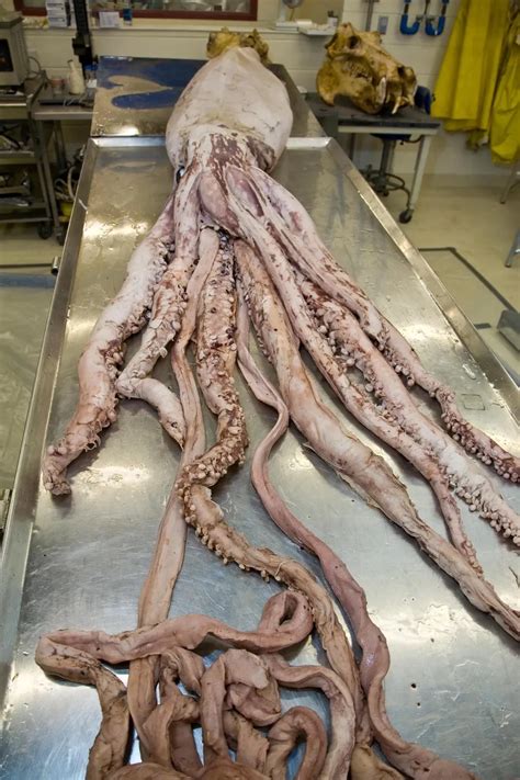 I Spy… A Giant Squid Eye | Smithsonian Voices | National Museum of ...