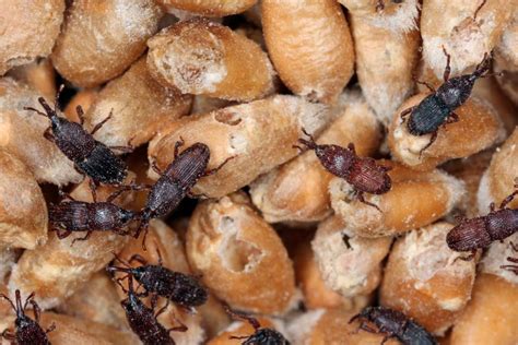 Insect Pests of Stored Grain and Their Management