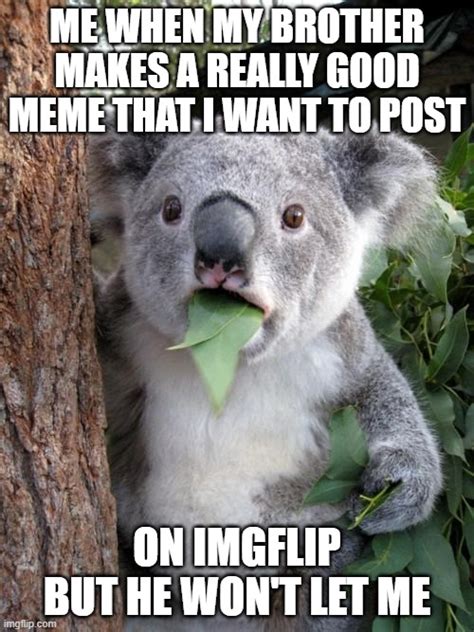 Surprised Koala Meme - Imgflip