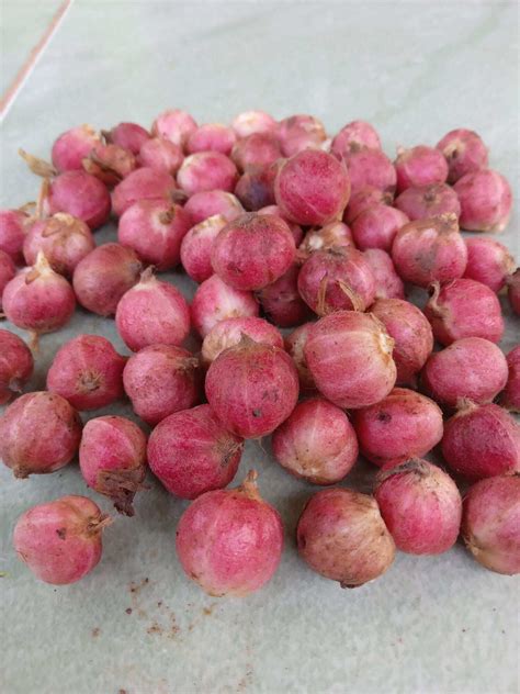 Cod Buah rempah kapulaga hibrida kapol kapolaga segar basah terbaik ...