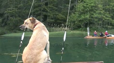 17 Best images about Dog aboard! on Pinterest | Cutest pets, Sailing ...