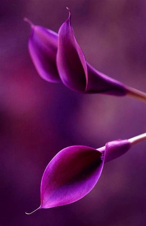 10 Best images about Calla Lilies on Pinterest | Cascading bouquets ...