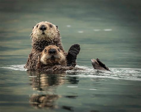 Do Otters Mate for Life? 10 Common Habits for These Lovable Animals - A