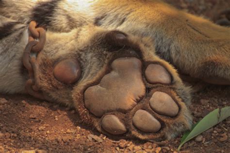 tiger claw stock photo  image  istock