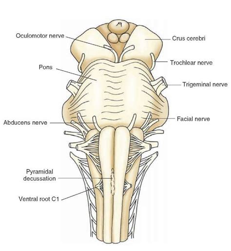Explore the Intricate Structures of the Brainstem