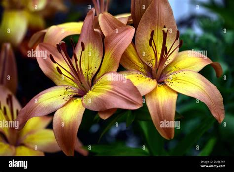 Lilium bird of paradise, Lily bird of paradise, asiatic lily hybrid ...