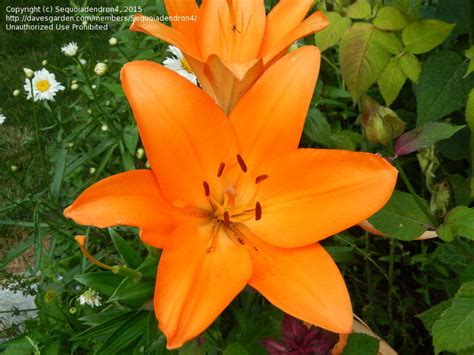 PlantFiles Pictures: Asiatic Lily 'Eremo' 'Eremo', 1 by Sequoiadendron4