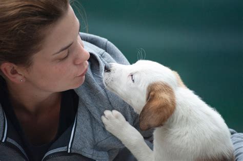 Puppy Vaccinations | Puppy School and Vaccinations