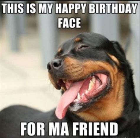 101 Funny Happy Birthday Dog Memes for Paw Lovers Everywhere