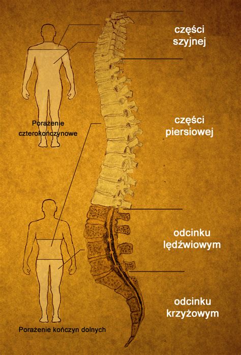 Urazy rdzenia kręgowego: w jaki sposób mogą pomóc komórki macierzyste ...