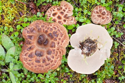 Premium Photo | Shingled hedgehog mushroom growing on forest floor
