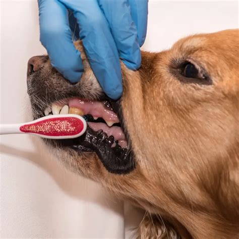 Dental Sticks+ - Suppdog