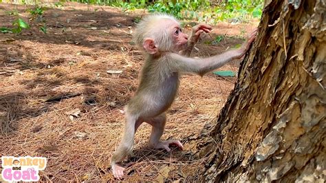 Cute monkey BiBi - YouTube