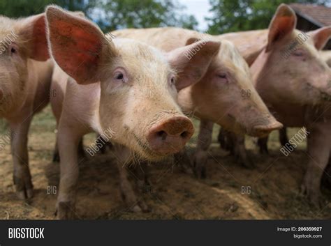 Herd Pigs Pig Breeding Image & Photo (Free Trial) | Bigstock