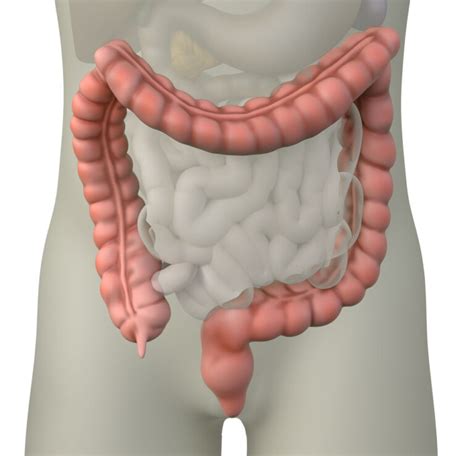 How does the bowel work? - MyQufora | supporting your journey