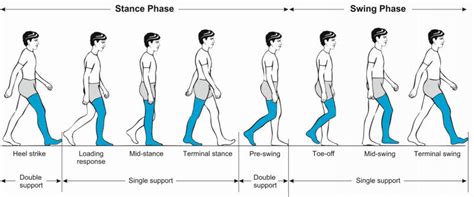 Phases of the normal gait cycle | Download Scientific Diagram