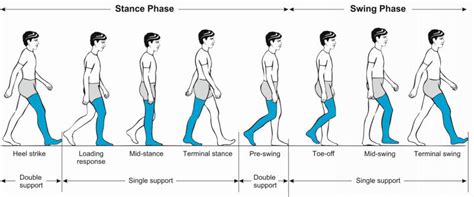 Phases of the normal gait cycle | Download Scientific Diagram