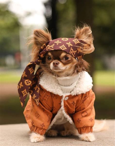 Beautiful Chihuahua puppies | Very cute dogs, Chihuahua puppies, Cute ...