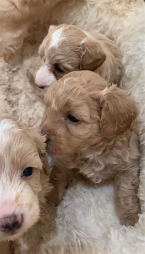 f1 Maltipoo babies now available