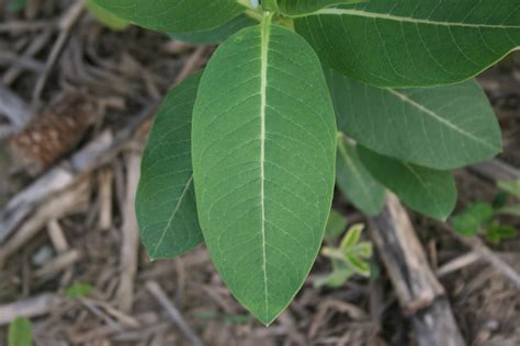Common milkweed – Asclepias syriaca - Plant & Pest Diagnostics