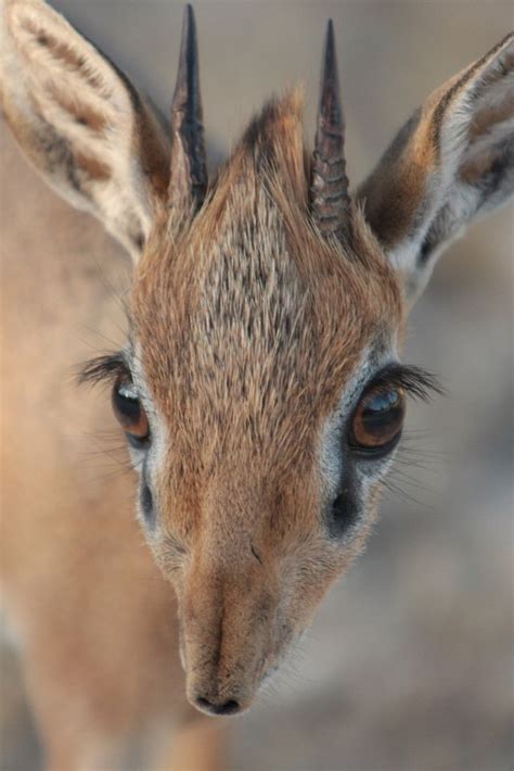 antylopa dik dik, Etosha | Animali, Fotografia di animali