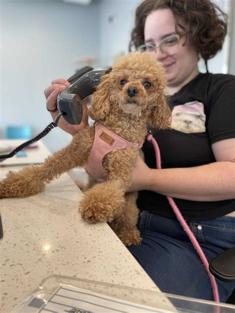 good samaritan animal clinic 2