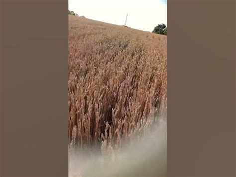 Золотистое поле🌾🌾🌾 - YouTube