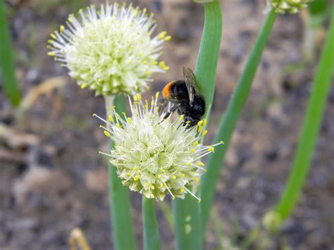 Лук-шалот / allium ascalonicum