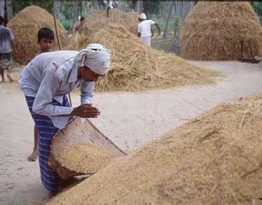 Paddy cultivation in Sri Lanka - Sinhala Essay for grade 10 - 11