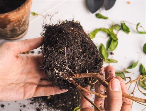 how to fix root rot 4