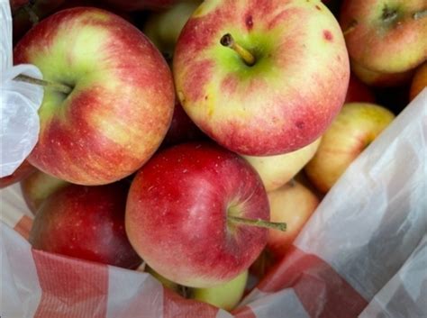 Продаю яблоки, без химии, не опрыскивали. Плоды сочные, кисло - сладкие ...