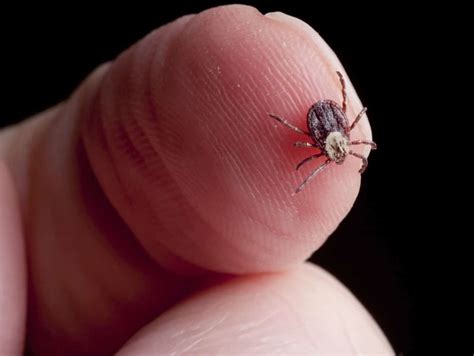 Tick-related Illnesses - Saint Francis Healthcare