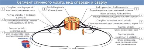 Анатомия: Корешки спинного мозга. Канатики, стволы, узлы, сегмент ...