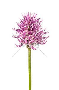 orchis italica