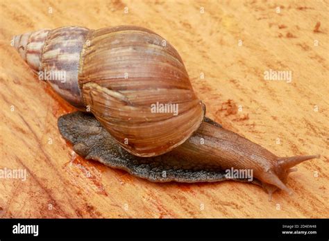 siput babi  english zonitidae wikipedia blanca lubowitz