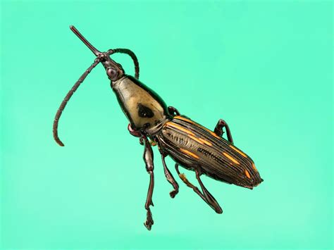 The Entomologist Giving Bugs Their Close Up