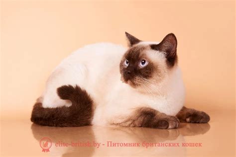 Колор-пойнт окрас британских кошек: фото, стандарт породы. Колор-пойнт ...