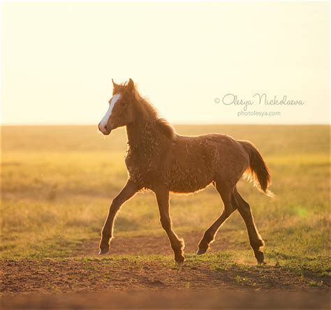 дикие лошади wild horses