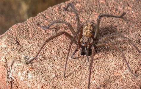 Spider Wars: How To Win The Battle Against Arachnids In McKinney | Big ...