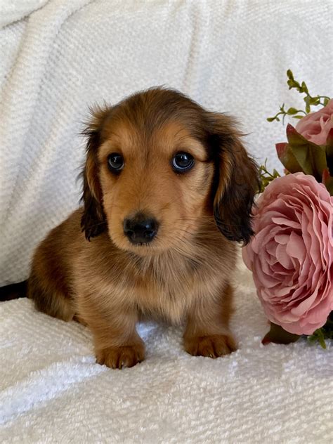 EMAY Miniature Long Haired Dachshunds (Dogs Australia Reg), responsible breeder in New South