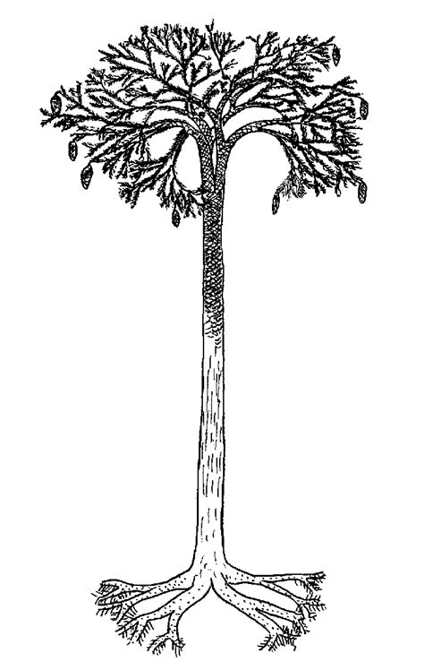 Lepidodendron - Alchetron, The Free Social Encyclopedia