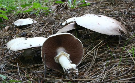 Шампиньон перелесковый (Agaricus sylvicola) фото и описание
