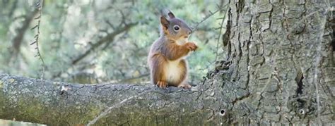 Veverita: Informații esențiale și curiozități | Wiki Animale