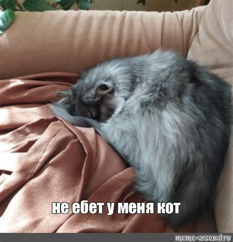 Meme: "не ебет у меня кот" - All Templates - Meme-arsenal.com