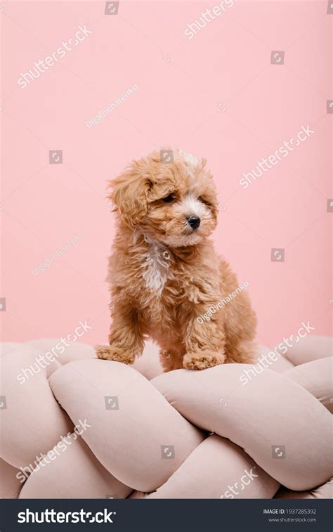 Maltipoo Dog Adorable Maltese Poodle Mix Stock Photo 1937285392 ...